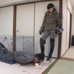 ＜痴女＞ 女王様の非情で厳しい飼育に泣き叫ぶ犬人間！前編 【高画質】