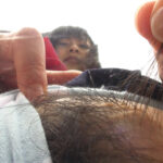 ＜痴女＞ 犬嗅ぎ潮娘 【高画質】