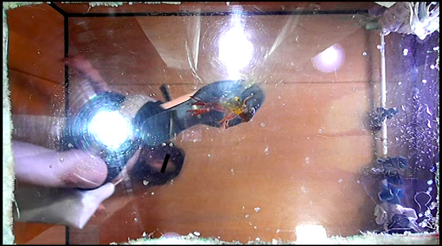 ＜痴女＞ 普通の女性・小百合さんがザリガニ・ゴキブリ・魚を踏む 【DU...