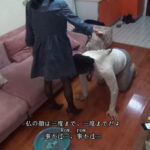 ＜痴女＞ 小剛流浪記03-2 小剛は捨てられ、教師に引き取られた2 【DUGA】