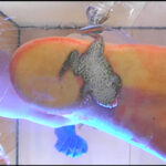 ＜痴女＞ すみれ様の生ストッキングがカエルを踏み潰す！ 【DUGA】