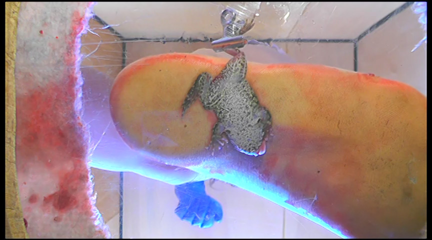 ＜痴女＞ すみれ様の生ストッキングがカエルを踏み潰す！ 【DUGA】